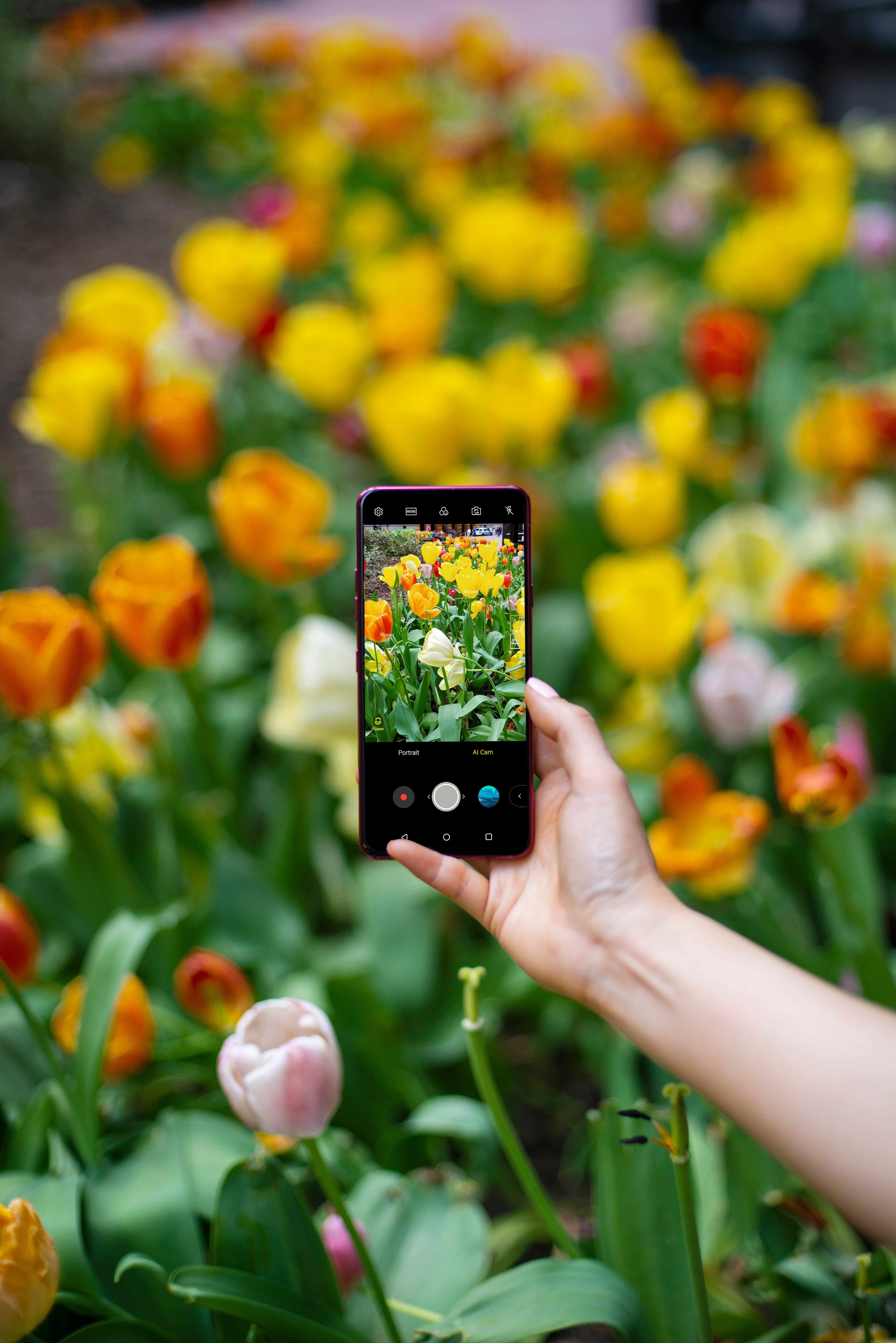 A person taking a photo of a patch of tulips with AI CAM on the LG G7 ThinQ